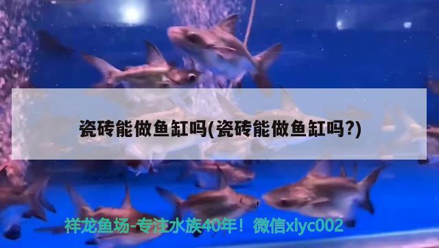 瓷磚能做魚缸嗎(瓷磚能做魚缸嗎?)