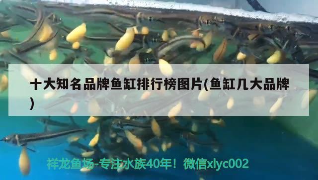 十大知名品牌魚缸排行榜圖片(魚缸幾大品牌) 廣州觀賞魚批發(fā)市場