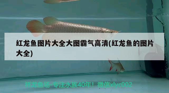 紅龍魚圖片大全大圖霸氣高清(紅龍魚的圖片大全) 白子銀版魚