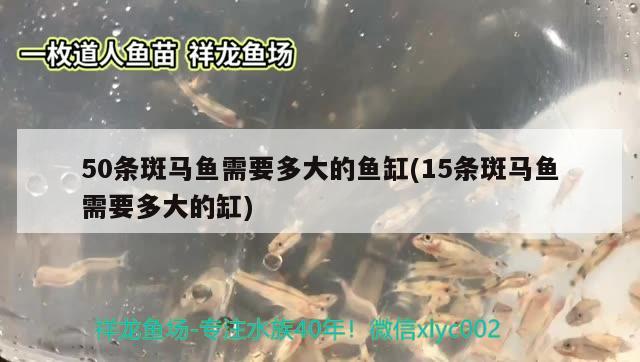 50條斑馬魚需要多大的魚缸(15條斑馬魚需要多大的缸) 稀有金龍魚