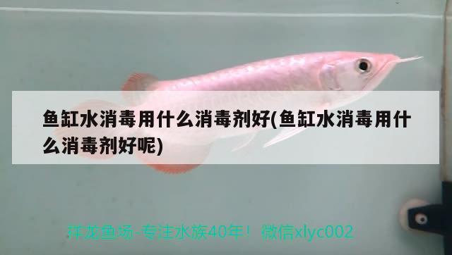 魚缸水消毒用什么消毒劑好(魚缸水消毒用什么消毒劑好呢) 黑影道人魚