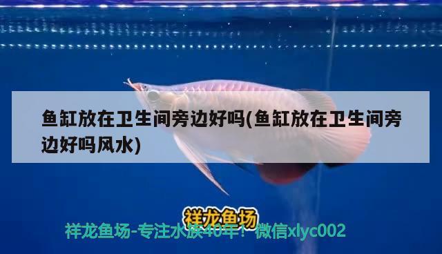 魚(yú)缸放在衛(wèi)生間旁邊好嗎(魚(yú)缸放在衛(wèi)生間旁邊好嗎風(fēng)水) 魚(yú)缸風(fēng)水