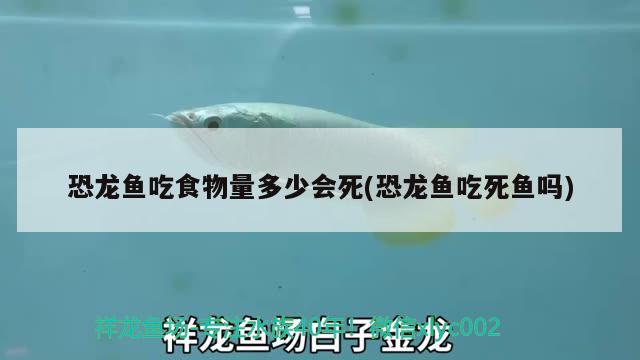 恐龍魚吃食物量多少會死(恐龍魚吃死魚嗎) 羅漢魚批發(fā)