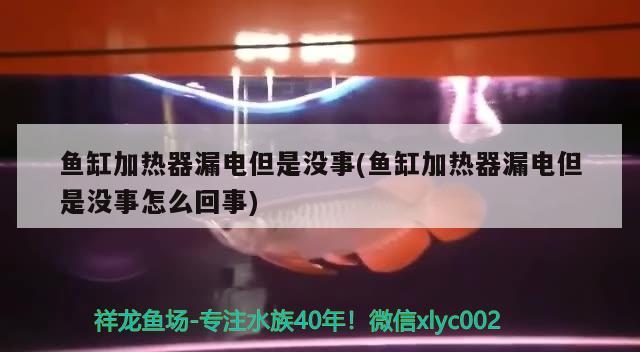 魚缸加熱器漏電但是沒事(魚缸加熱器漏電但是沒事怎么回事) 非洲金鼓魚