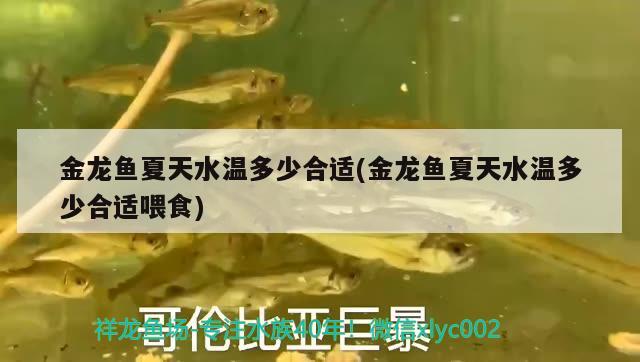 金龍魚夏天水溫多少合適(金龍魚夏天水溫多少合適喂食)