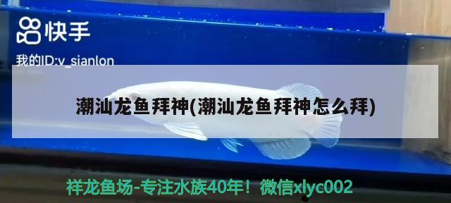 潮汕龍魚拜神(潮汕龍魚拜神怎么拜) 短身紅龍魚