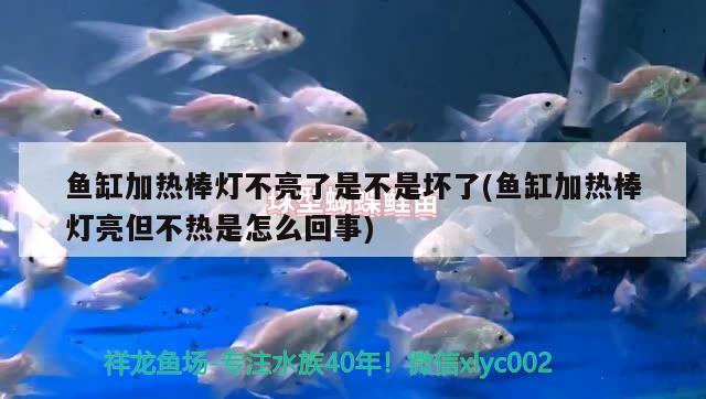 魚缸加熱棒燈不亮了是不是壞了(魚缸加熱棒燈亮但不熱是怎么回事) 除藻劑