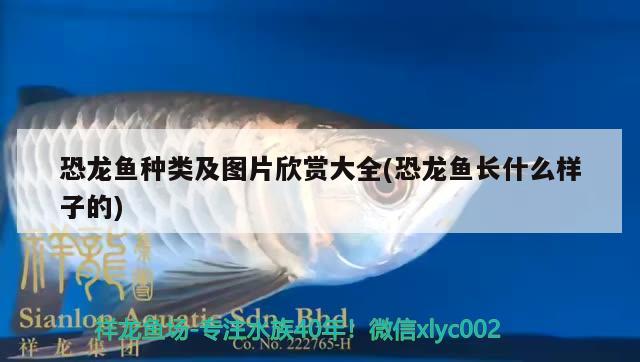 恐龍魚種類及圖片欣賞大全(恐龍魚長什么樣子的)