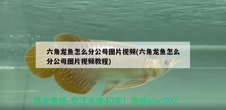 六角龍魚怎么分公母圖片視頻(六角龍魚怎么分公母圖片視頻教程) 豬鼻龜百科