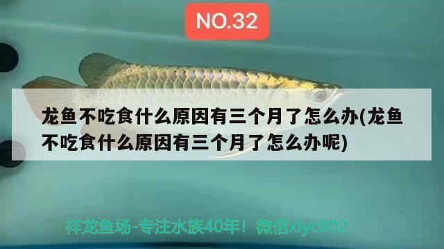 龍魚不吃食什么原因有三個月了怎么辦(龍魚不吃食什么原因有三個月了怎么辦呢)