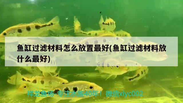 魚缸過(guò)濾材料怎么放置最好(魚缸過(guò)濾材料放什么最好) 雪龍魚