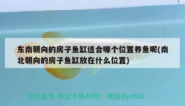 東南朝向的房子魚缸適合哪個(gè)位置養(yǎng)魚呢(南北朝向的房子魚缸放在什么位置) 黃金夢(mèng)幻雷龍魚