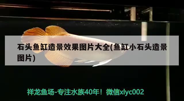 石頭魚缸造景效果圖片大全(魚缸小石頭造景圖片) 可麗愛魚缸