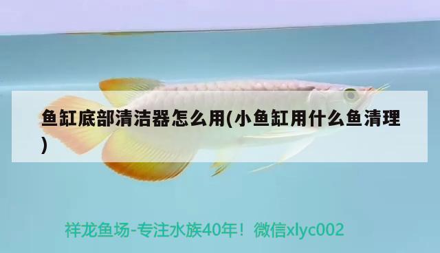 魚缸底部清潔器怎么用(小魚缸用什么魚清理) 水族世界