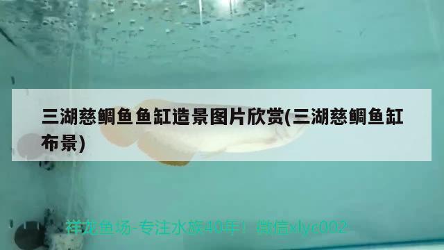 三湖慈鯛魚魚缸造景圖片欣賞(三湖慈鯛魚缸布景) 銀龍魚百科