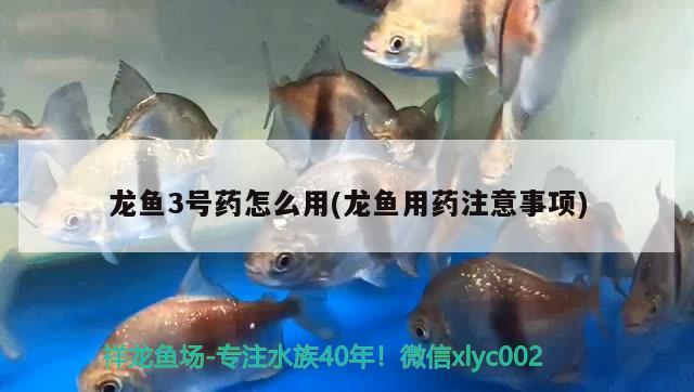 龍魚3號(hào)藥怎么用(龍魚用藥注意事項(xiàng))