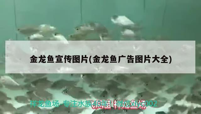 金龍魚宣傳圖片(金龍魚廣告圖片大全) 泰龐海蓮魚