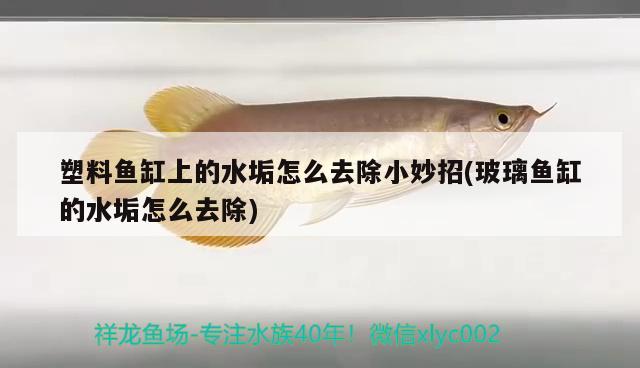 塑料魚缸上的水垢怎么去除小妙招(玻璃魚缸的水垢怎么去除)