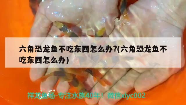 六角恐龍魚不吃東西怎么辦？(六角恐龍魚不吃東西怎么辦) 丹頂錦鯉魚