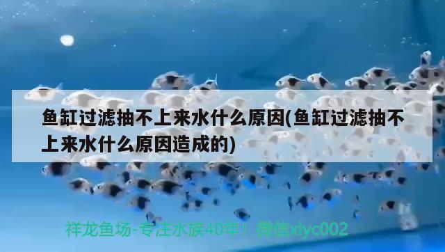 魚缸過濾抽不上來水什么原因(魚缸過濾抽不上來水什么原因造成的)