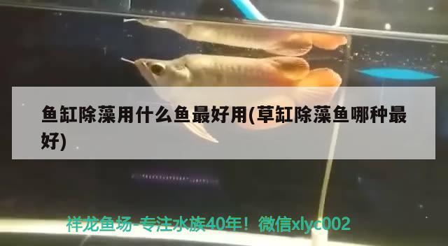 魚缸除藻用什么魚最好用(草缸除藻魚哪種最好) 泰龐海蓮魚