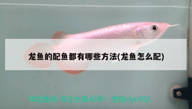 龍魚的配魚都有哪些方法(龍魚怎么配) 黃金貓魚百科 第2張