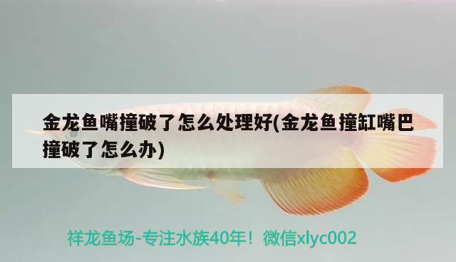 金龍魚嘴撞破了怎么處理好(金龍魚撞缸嘴巴撞破了怎么辦) 魚糧魚藥