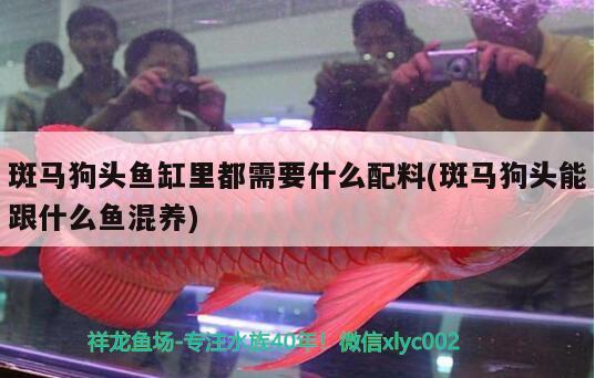 斑馬狗頭魚缸里都需要什么配料(斑馬狗頭能跟什么魚混養(yǎng)) 斑馬狗頭魚