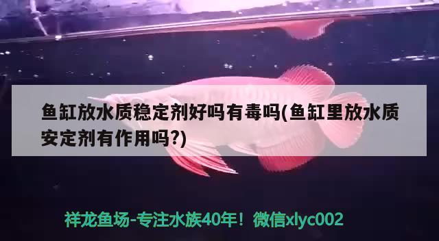 魚(yú)缸放水質(zhì)穩(wěn)定劑好嗎有毒嗎(魚(yú)缸里放水質(zhì)安定劑有作用嗎?) 白子關(guān)刀魚(yú)