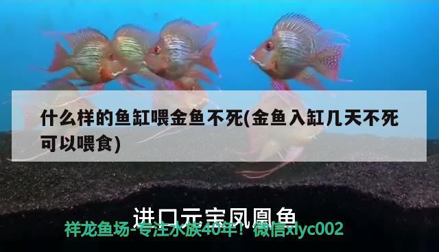 什么樣的魚缸喂金魚不死(金魚入缸幾天不死可以喂食) 蘇虎苗（蘇門答臘虎魚苗）