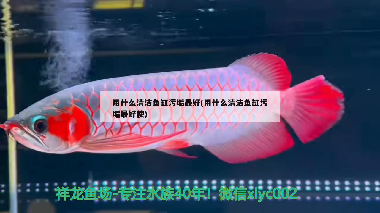 用什么清潔魚缸污垢最好(用什么清潔魚缸污垢最好使) 巴西亞魚苗