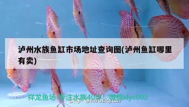 瀘州水族魚(yú)缸市場(chǎng)地址查詢圖(瀘州魚(yú)缸哪里有賣) 蘇虎苗（蘇門答臘虎魚(yú)苗）