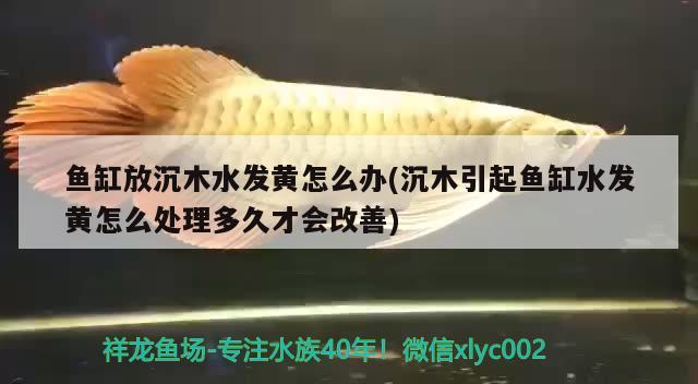 魚缸放沉木水發(fā)黃怎么辦(沉木引起魚缸水發(fā)黃怎么處理多久才會改善)