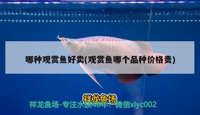 哪種觀賞魚(yú)好賣(mài)(觀賞魚(yú)哪個(gè)品種價(jià)格貴) 泰國(guó)虎魚(yú)