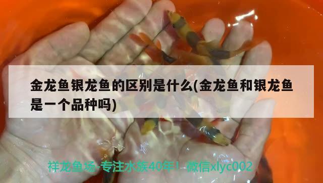 金龍魚銀龍魚的區(qū)別是什么(金龍魚和銀龍魚是一個(gè)品種嗎) 銀龍魚百科