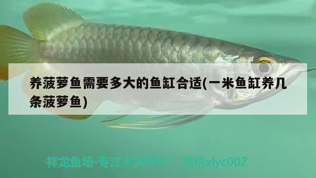 養(yǎng)菠蘿魚需要多大的魚缸合適(一米魚缸養(yǎng)幾條菠蘿魚) 紅眼黃化幽靈火箭魚|皇家火箭魚