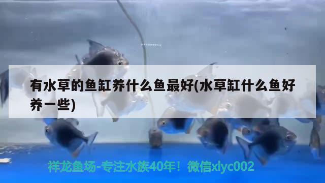 有水草的魚缸養(yǎng)什么魚最好(水草缸什么魚好養(yǎng)一些) 水草