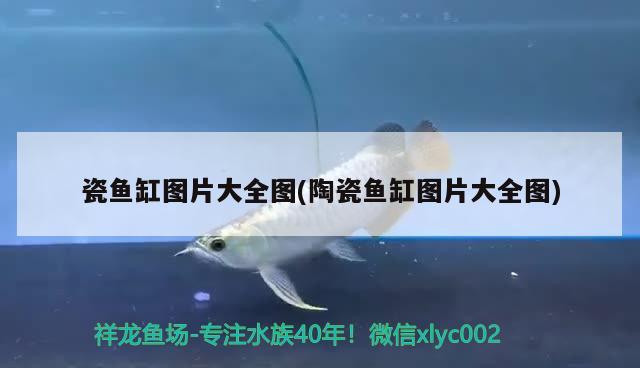 瓷魚缸圖片大全圖(陶瓷魚缸圖片大全圖)