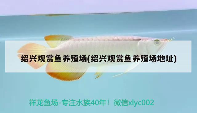 紹興觀賞魚養(yǎng)殖場(chǎng)(紹興觀賞魚養(yǎng)殖場(chǎng)地址)