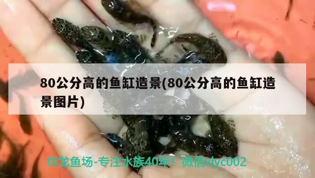 80公分高的魚缸造景(80公分高的魚缸造景圖片)