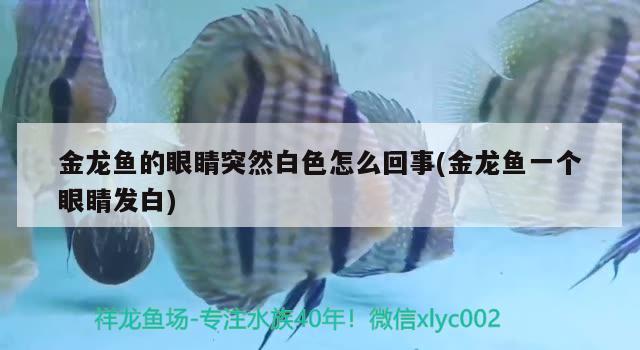 金龍魚的眼睛突然白色怎么回事(金龍魚一個(gè)眼睛發(fā)白) 南美異形觀賞魚