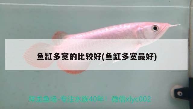 魚缸多寬的比較好(魚缸多寬最好) 銀古魚苗