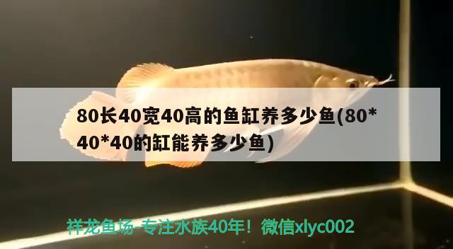 80長40寬40高的魚缸養(yǎng)多少魚(80*40*40的缸能養(yǎng)多少魚)