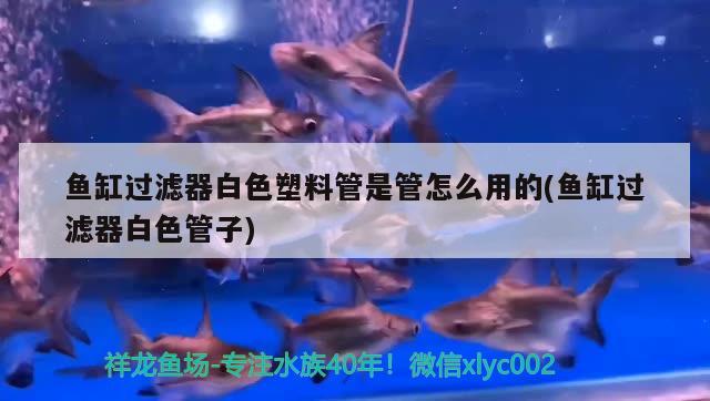 魚缸過(guò)濾器白色塑料管是管怎么用的(魚缸過(guò)濾器白色管子)