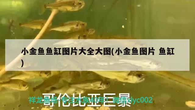 小金魚魚缸圖片大全大圖(小金魚圖片魚缸) 水族用品