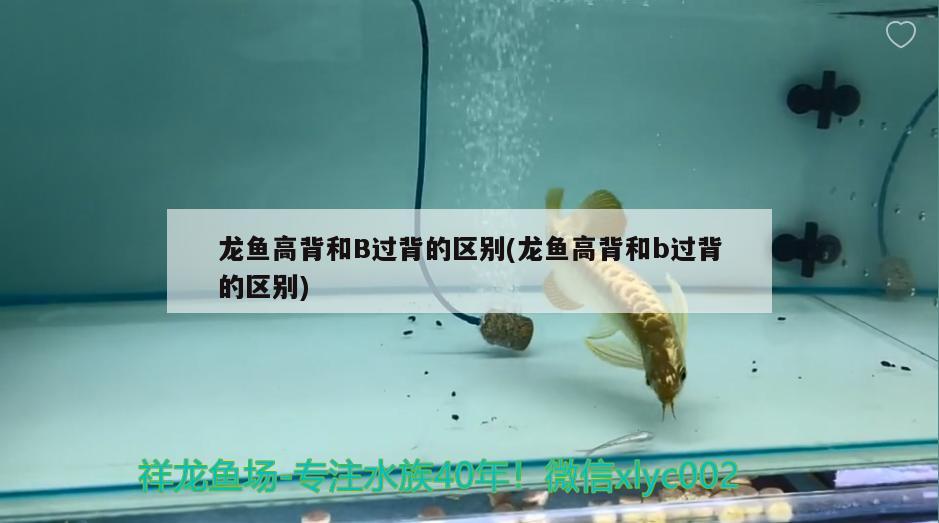 龍魚高背和B過背的區(qū)別(龍魚高背和b過背的區(qū)別)