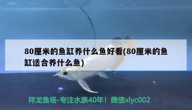 80厘米的魚缸養(yǎng)什么魚好看(80厘米的魚缸適合養(yǎng)什么魚) 紅尾平克魚