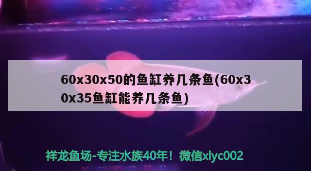 60x30x50的魚(yú)缸養(yǎng)幾條魚(yú)(60x30x35魚(yú)缸能養(yǎng)幾條魚(yú))