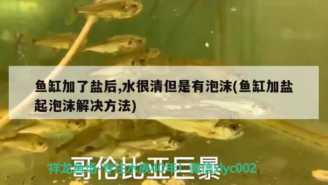 魚缸加了鹽后,水很清但是有泡沫(魚缸加鹽起泡沫解決方法) 金老虎魚