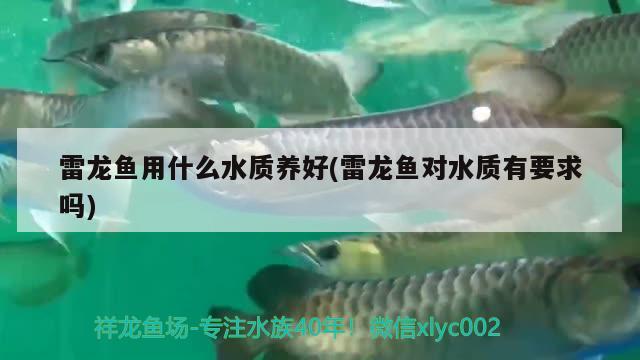 雷龍魚用什么水質(zhì)養(yǎng)好(雷龍魚對水質(zhì)有要求嗎)